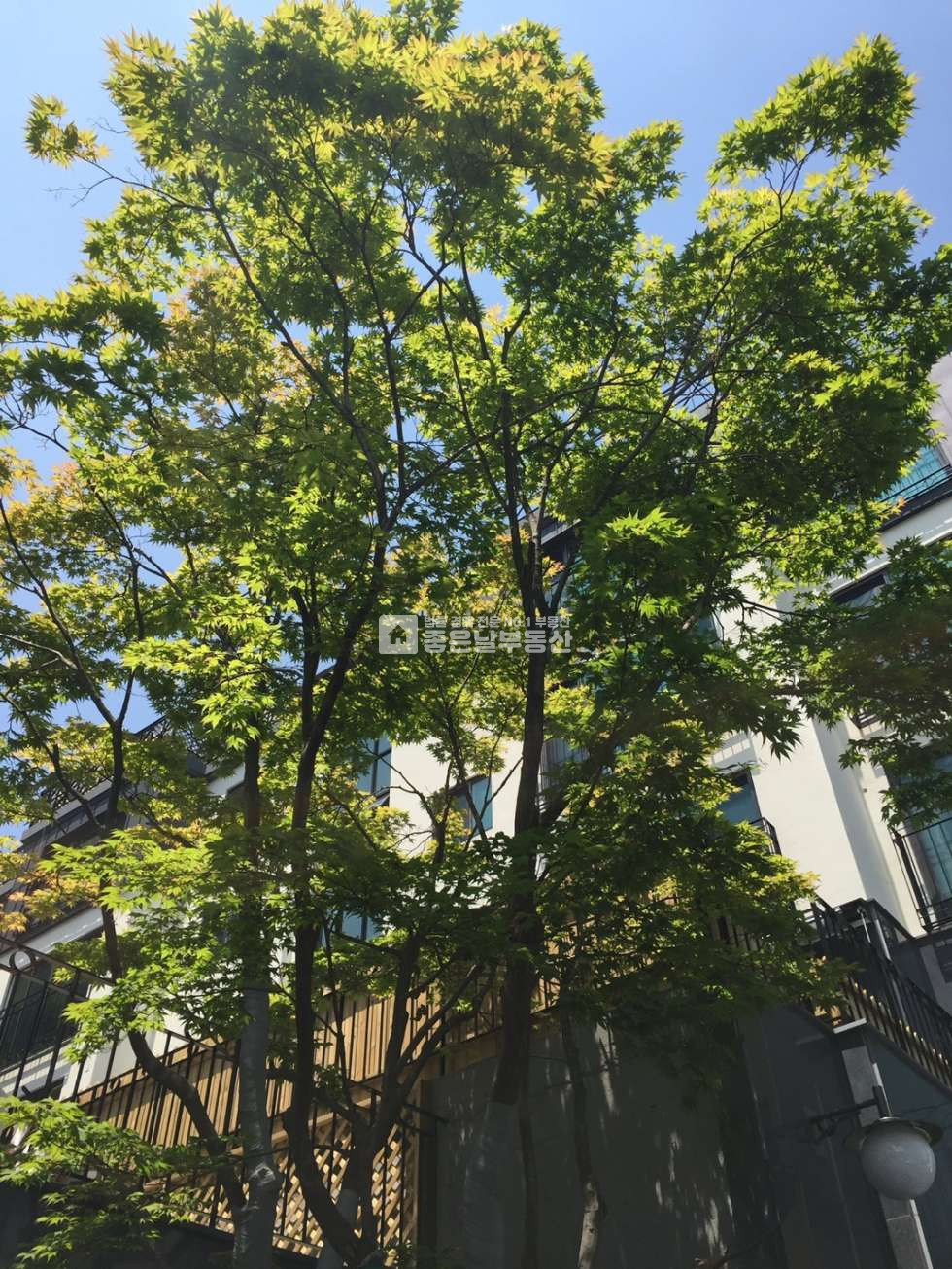 경기 광주시 신현동 205동 | 급매 | 세안고매매 |전용 넓은 3룸 | 신현문화체육복합센터 | 매매 매물번호 10682 사진 5
